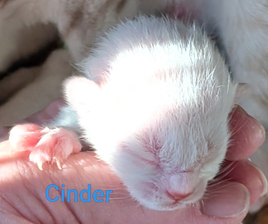 Kitten Face